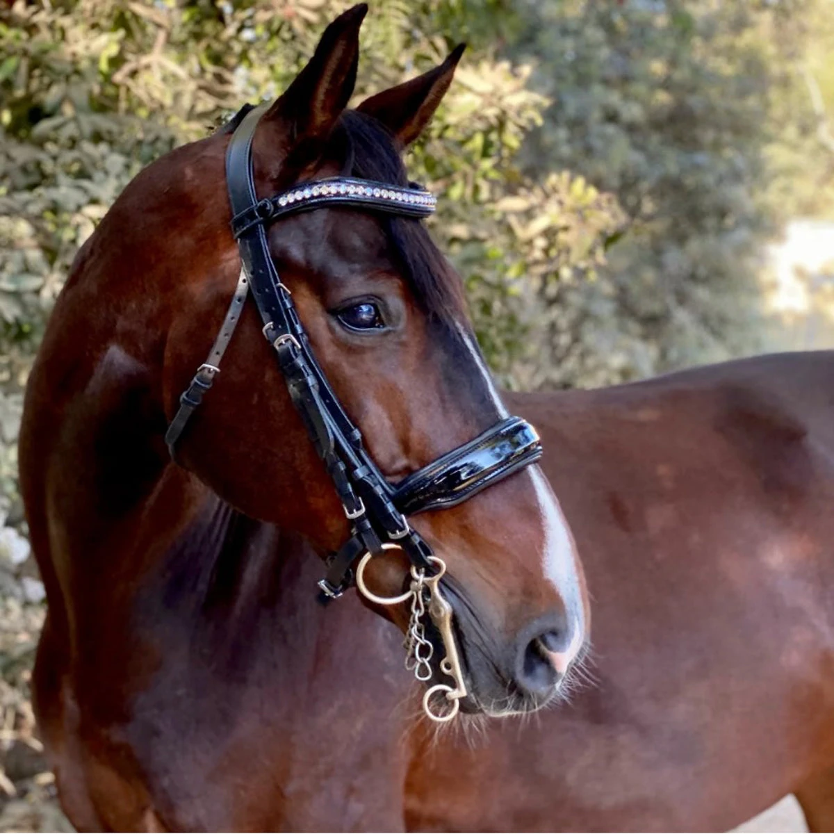 Halter Ego Celebrity Double Bridle 4 Halter Ego Celebrity Double Bridle - Image 2