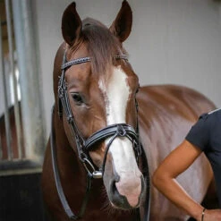 Penelope Daily Bridle -Weatherbeeta Shop Pen Daily 3