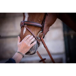 Penelope US Bridle 12 Penelope US Bridle -Weatherbeeta Shop Pen US 4