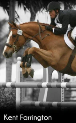 ThinLine Open Front Tendon Schooling Horse Boot -Weatherbeeta Shop TL 4015 W SchoolingBoot Front blk 5