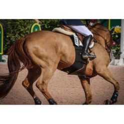 Equifit BellyBand 11 Equifit BellyBand -Weatherbeeta Shop band4 61409.1590075654.1280.1280