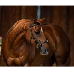 Horseware Rambo Micklem Multibridle -Weatherbeeta Shop bridle3 a10bdfc3 d052 4e34 8683 c10830a38526