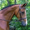 Red Barn By KL Select Synergy Hunter Bridle 2 Red Barn By KL Select Synergy Hunter Bridle -Weatherbeeta Shop bridle 28499.1582833778.1280.1280