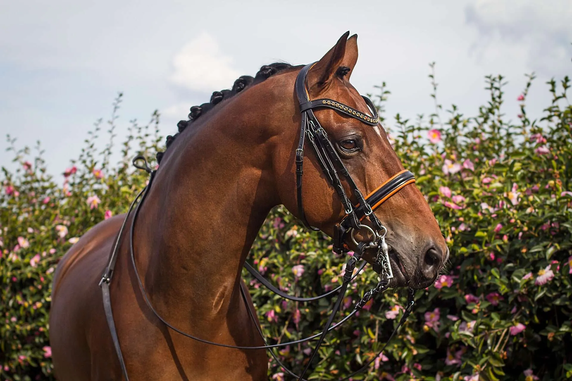 Weatherbeeta Shop -Weatherbeeta Shop Marquis Double